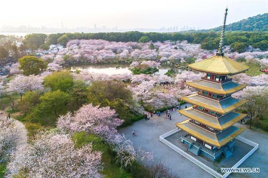 Aerial photo taken on March 26, 2018 shows cherry blossoms at the East Lake in Wuhan, central China's Hubei Province. (Xinhua/Xiong Qi)