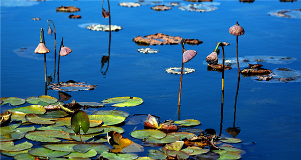 Lotus flowers attract visitors to Shifosi reservoir in Liaoning