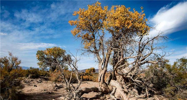 Walking through the magnificent Changji Populus euphratica forest