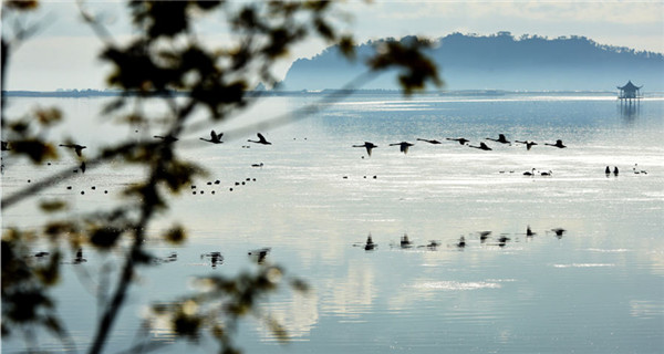 Swans seek wintering ground in East China