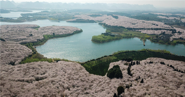 Blooming cherry blossoms in Gui