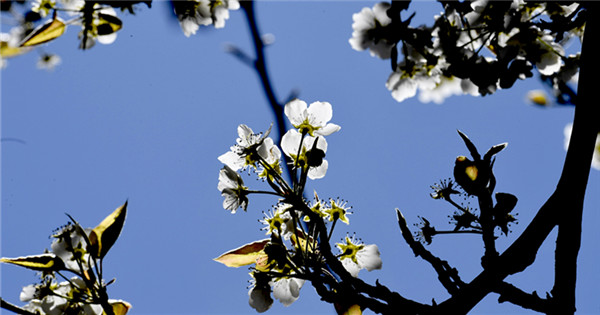 Pear blossoms in Sichuan erupt in breath-taking beauty