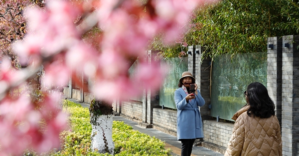 Winter cherry blossoms add bright touch to Kunming