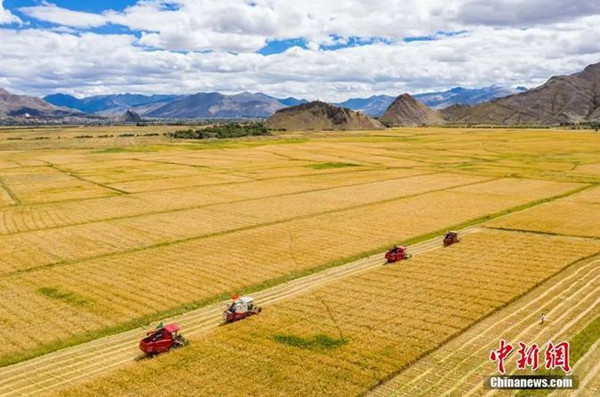 Villagers in Tibet's Shigatse harvest highland barley. (Photo/China News Service)