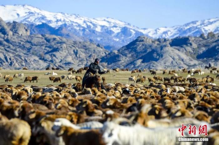 Herdsmen are busy driving cattle and sheep from summer pastures to river valley area. (Photo: Liu Xin/ China News Service)