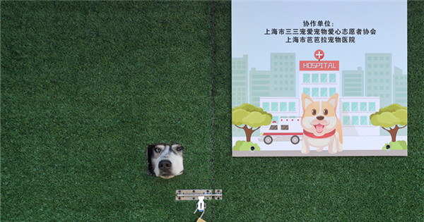 18 pets discharged from Shanghai's first 'makeshift shelter for animals'
