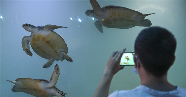 A visit to national sea turtle nature reserve in Guangdong