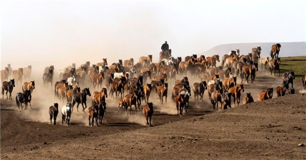 Horses gallop on grassland in Gansu