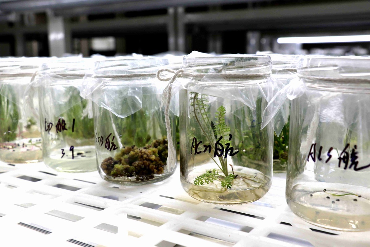 Tissue culture tests are carried out by M-grass on grass seeds returned with the Chang'e-5 lunar probe in 2020. So far, the phased breeding experiments for this batch of grass seeds have been completed. (Photo provided to chinadaily.com.cn)