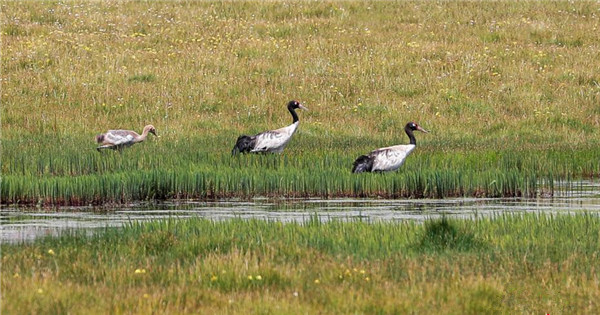 Black-necked cranes spotted in wetland park of Tibetan Plateau