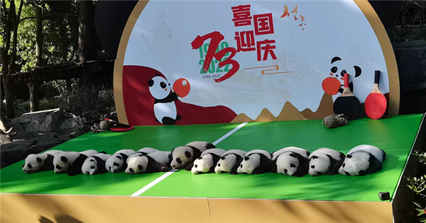 13 panda cubs make debut in Sichuan