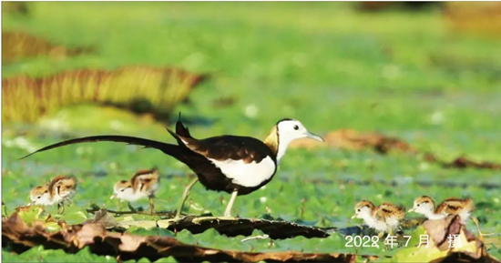 Jacanas nesting and breeding in Baiyangdian.(Photo provided by the Publicity Department of the CPC Hebei Provincial Committee)