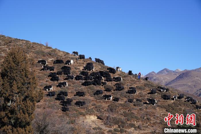Yangzom grazes yaks on a pasture. (Photo: China News Service/ Liu Ranyang)