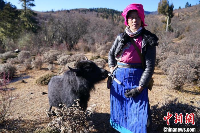 Tsering Yangzom and her yak (Photo: China News Service/Liu Ranyang)