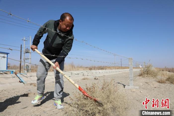 Xia Wanlin works in the protective forest (Photo: China News Service/Li Hong)