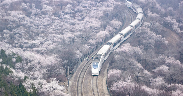 S2 train runs through blooming flowers in Beijing 