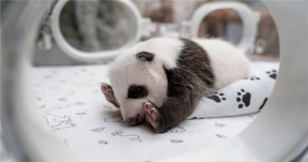 Female giant panda cub turns one month old in Russia
