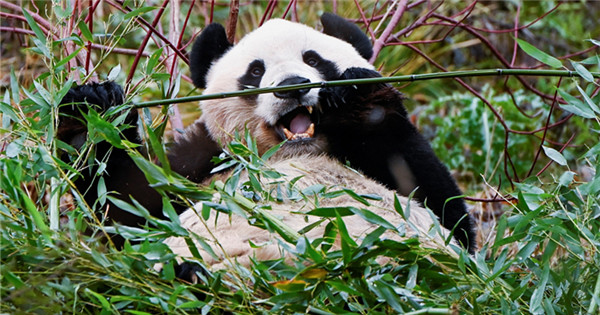 Giant pandas back to Sichuan from UK