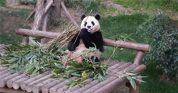 Beloved giant panda Fu Bao makes last public appearance in S Korea