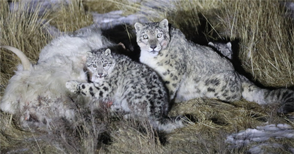 Three snow leopards captured by camera in Qinghai