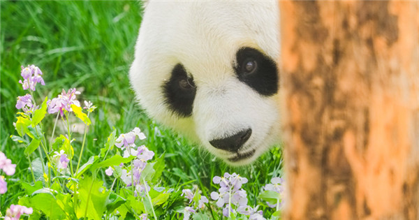 Panda strolls in flowers