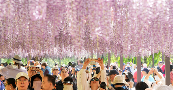 Wisteria flowers enter best viewing season in Beijing