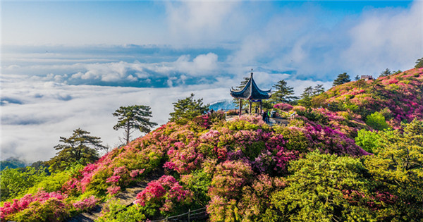 Azalea flowers bloom in mist-shrouded mountain in C China