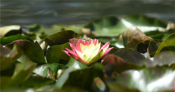 Two-color water lily blooms in West Lake
