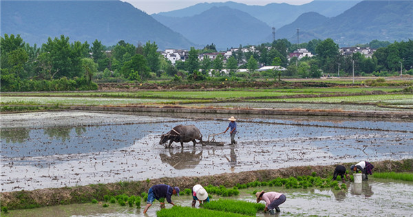 Farmers busy with rice seeding ahead of traditional Chinese solar term Xiaoman