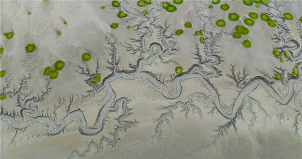 Qiantang River displays stunning 'tidal trees' 