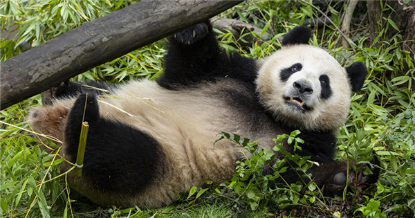 San Diego Zoo releases photos of newly arrived giant pandas