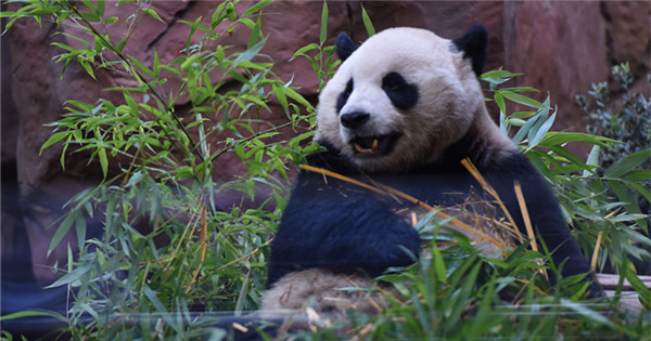 Giant pandas make public debut at San Diego Zoo