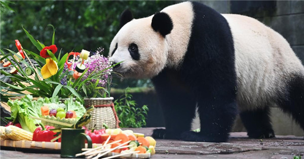 Group birthday party held for giant pandas in Sichuan