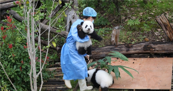 Giant panda cubs born in 2024 meet public in Sichuan