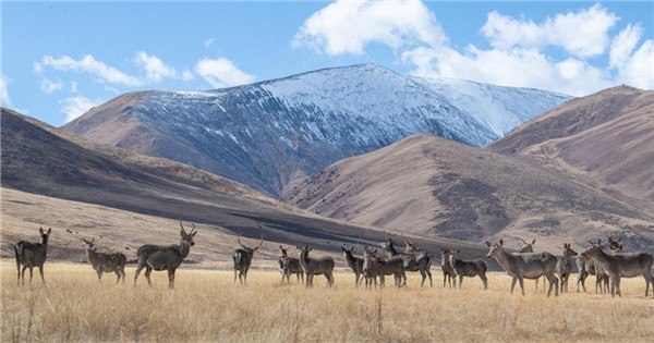 Riwoche national nature reserve a paradise for Xizang red deer