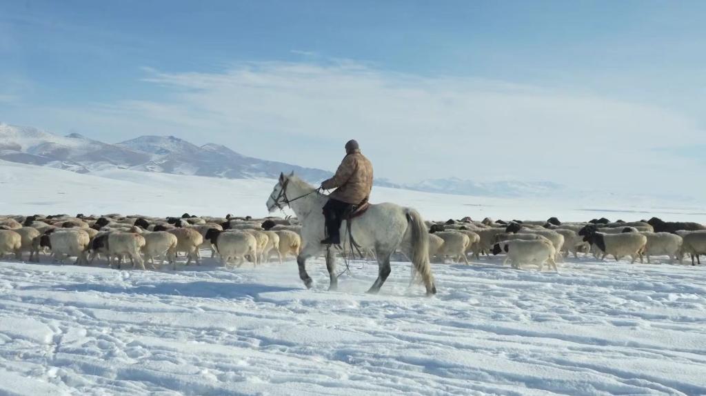 Livestock transferred to winter pasture in Xinjiang