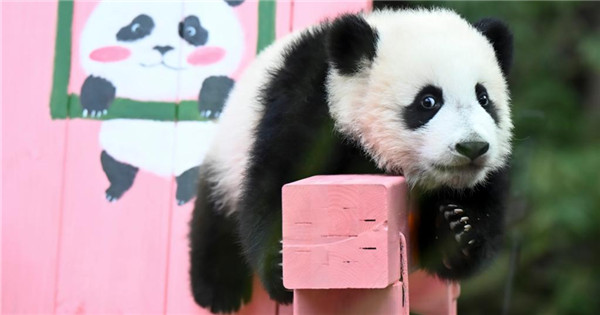 Panda cub turns half year old in Guangzhou