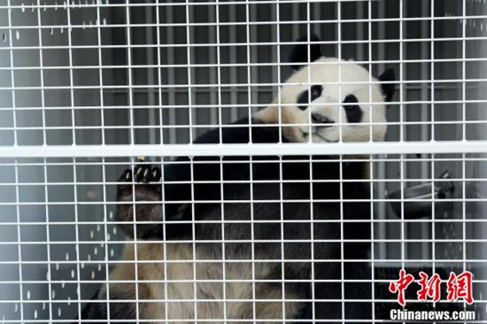 Giant panda Yi Lan departs the Dujiangyan base of the China Conservation and Research Center for the Giant Panda, southwest China's Sichuan Province, Dec. 14, 2024. (Photo/China News Service)