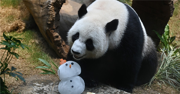 Pandas pair enjoy special treats in Hong Kong