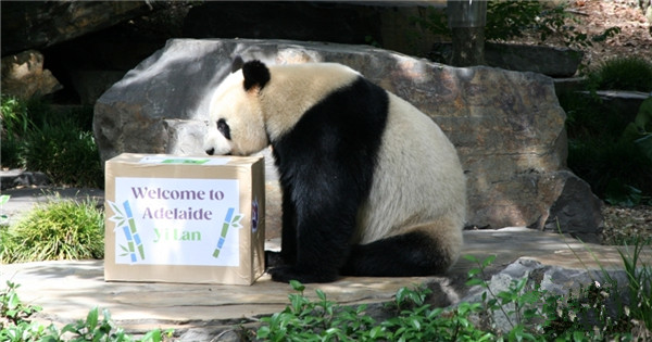 New pair of giant pandas make debut in Australia