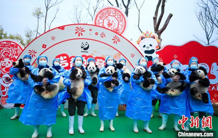 Panda cubs are gathered at the Chengdu Research Base of Giant Panda Breeding to send Spring Festival greetings to global audiences in southwest China's Sichuan Province, Jan. 23, 2025. (Photo provided to China News Service)