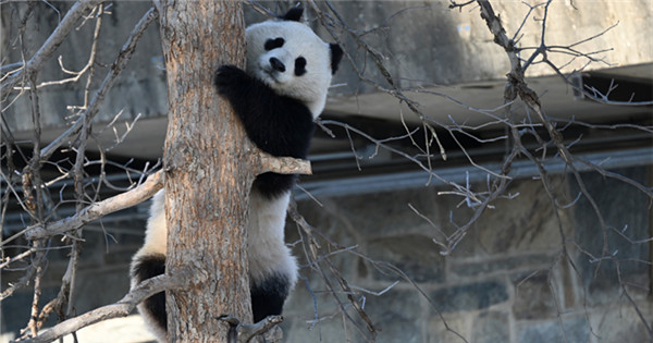 Giant pandas make debut at Smithsonian National Zoo in U.S.