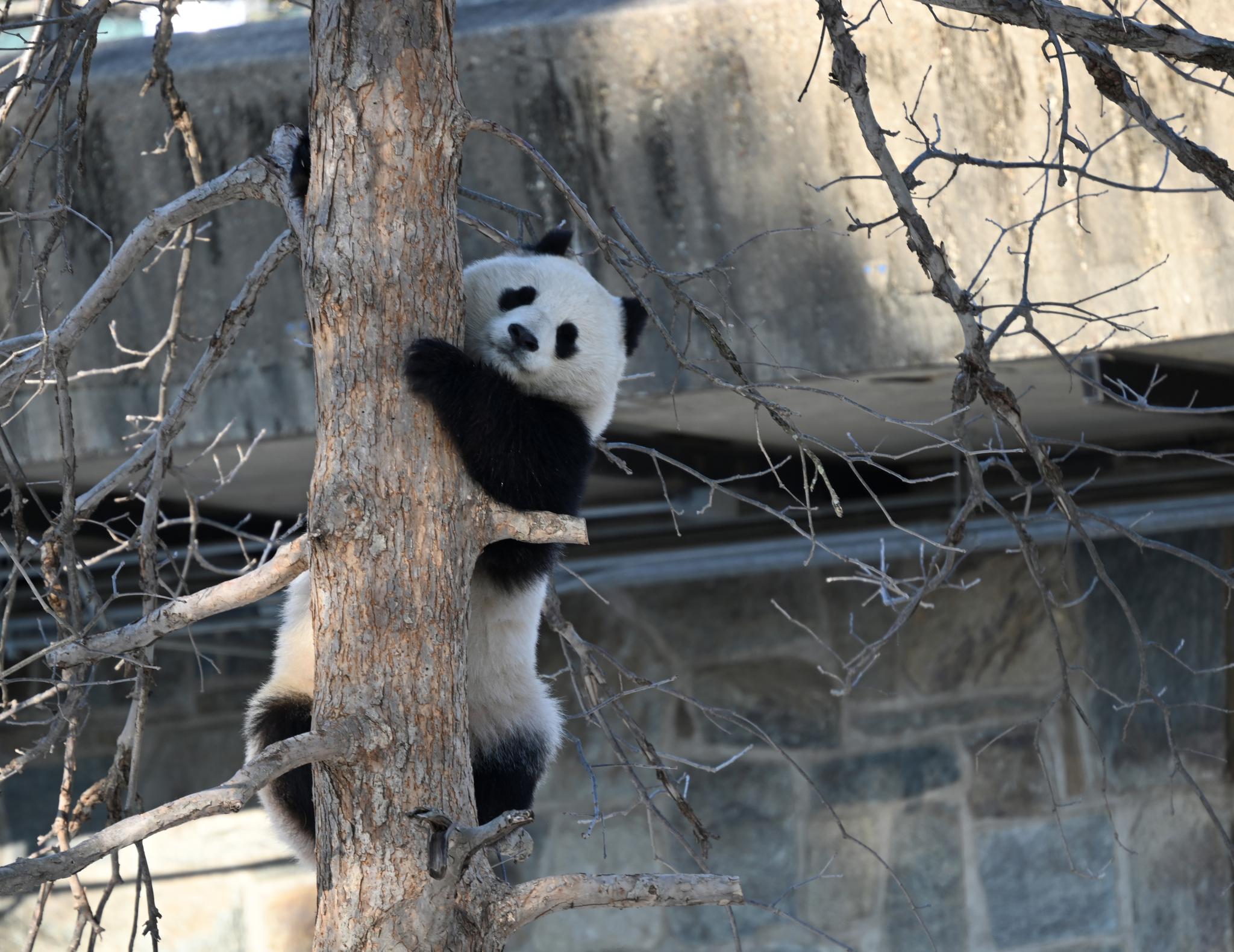 Giant pandas make debut at Smithsonian National Zoo in U.S.