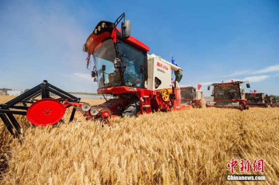Agricultural machines work in a wheat field Handan, north China's Hebei Province, June 6, 2024. (Photo/China News Service)