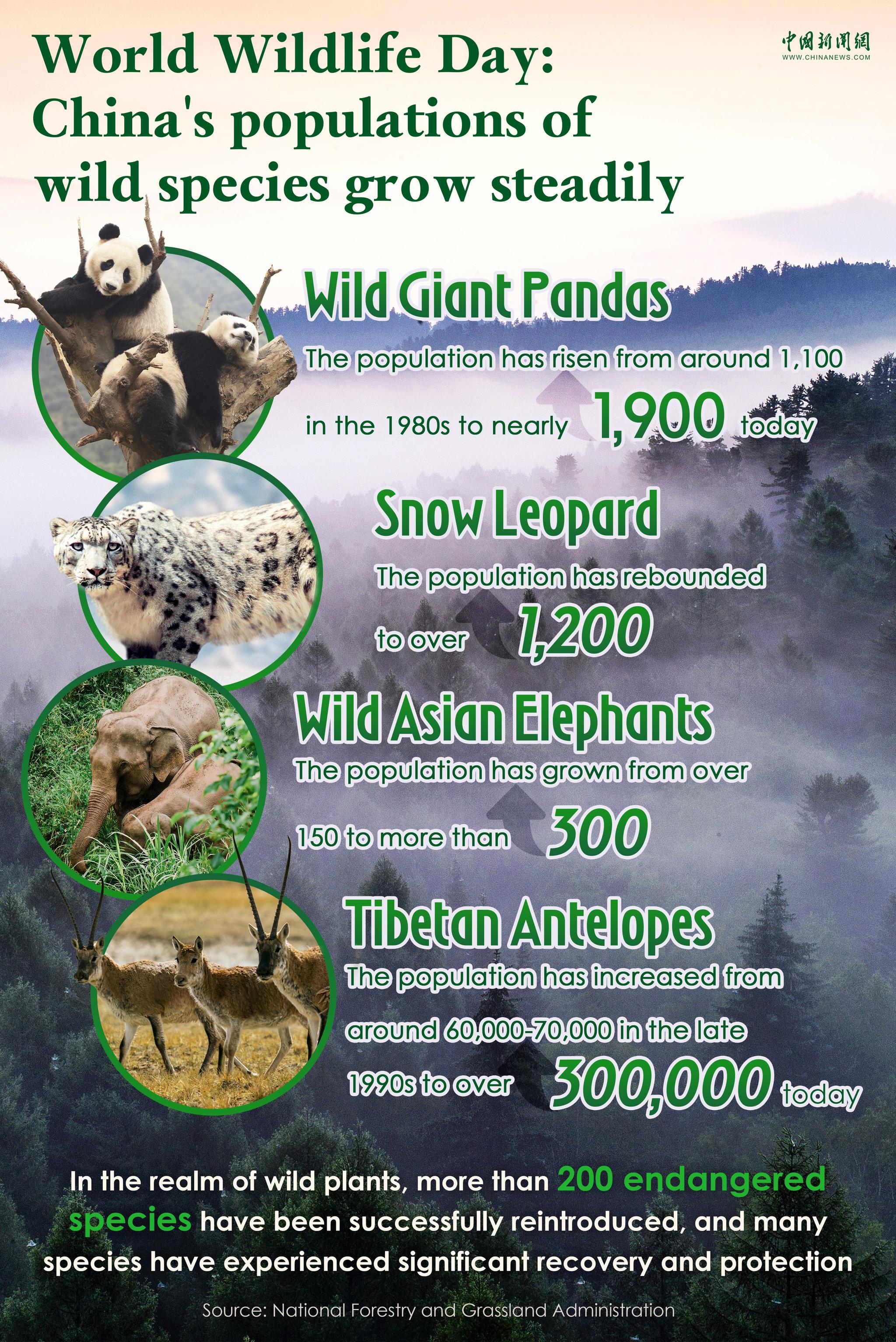 China’s wild species inhabitants grows steadily