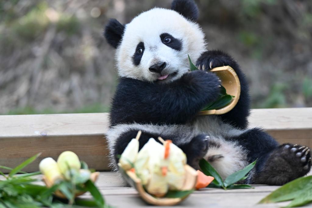 Giant panda cub moves to new home at Chimelong Park
