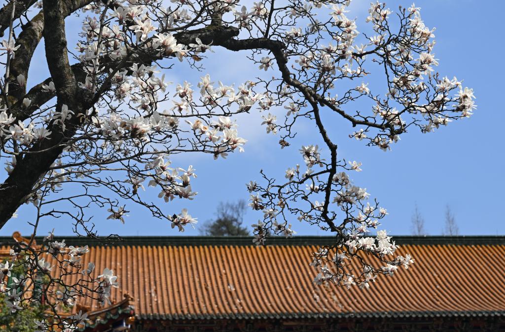 Blooming Magnolia flowers bring spring to ancient temple