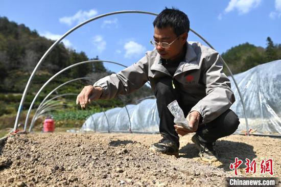 Cheng Fuqiang (third from the right) introduces visiting students to the planting process of space-bred Huang Shan Chrysanthemum on March 18, 2025. (Photo/China News Service) Cheng Fuqiang (third from the right) introduces visiting students to the planting process of space-bred Huang Shan Chrysanthemum on March 18, 2025. (Photo/China News Service)