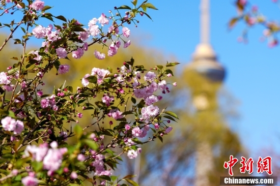 Cherry blossoms are in bloom at Yuyuantan Park in Beijing, March 18, 2025. (Photo/China News Service) Cherry blossoms are in bloom at Yuyuantan Park in Beijing, March 18, 2025. (Photo/China News Service)