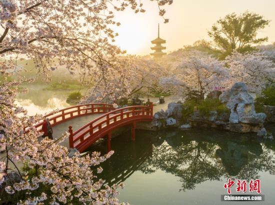 File photo taken on March 27, 2023 shows cherry blossoms at the East Lake Park in Wuhan, central China's Hubei Province. (Photo: China News Service) File photo taken on March 27, 2023 shows cherry blossoms at the East Lake Park in Wuhan, central China's Hubei Province. (Photo: China News Service)
